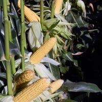 CSAYF16-1019 Forerunner Crookham Sweet Corn Seed
