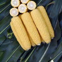 CSAYF16-1019 Forerunner Crookham Sweet Corn Seed