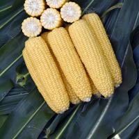 CSAYF16-1019 Forerunner Crookham Sweet Corn Seed
