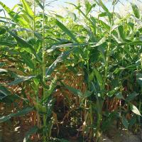 CSAYF16-1019 Forerunner Crookham Sweet Corn Seed