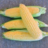 Astronaut sh2 Crookham Sweet Corn Seed