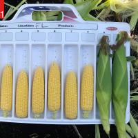 Stockage sh2 Sweet Corn Seed Crookham Company