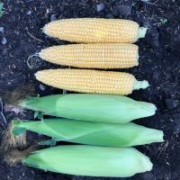 Stockage sh2 Sweet Corn Seed Crookham Company