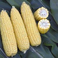 Stockage sh2 Sweet Corn Seed Crookham Company