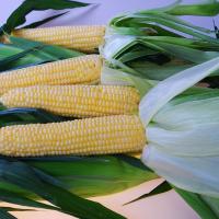 Crookham Sweet Corn Sugar Buns Seed