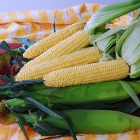 Crookham Sweet Corn Sugar Buns Seed