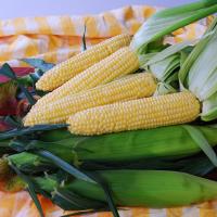 Crookham Sweet Corn Sugar Buns Seed