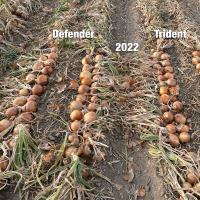 Trident Idaho_Oregon 2022 Crookham Long Day Onion Seed