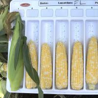 Crookham Company Sweet Corn Seed Fresh Market