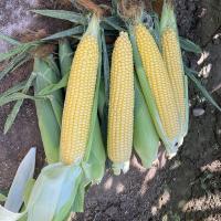Crookham Company Sweet Corn Seed Fresh Market