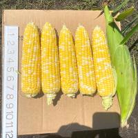 Crookham Company Sweet Corn Seed Fresh Market