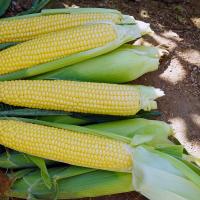 Crookham Sweet Corn Seed Glades Gold