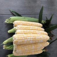 Crookham Company Sweet Corn Seed Quick Start