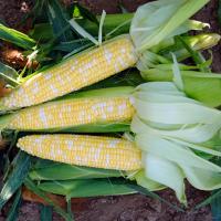 Crookham Company Sweet Corn Seed Quick Start