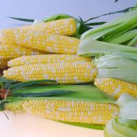 Crookham Company Sweet Corn Seed Quick Start