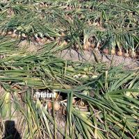 Crookham Onion Seed Long Day Trident