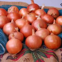 Crookham Company Long Day Onions Epic