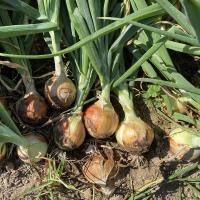 Epic Crookham Company Long Day Onions