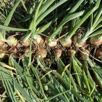Epic Crookham Company Long Day Onions