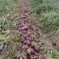 Intermediate Day Red Velvet Crookham Company Onion Seeds