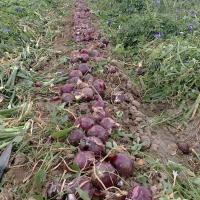 Intermediate Day Red Velvet Crookham Company Onion Seeds
