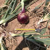Intermediate Day Red Velvet Crookham Company Onion Seeds