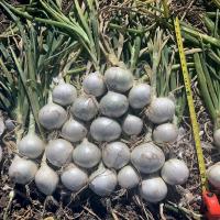Short Day Vanna Crookham Onion Seeds