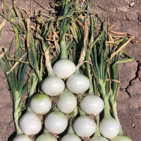 Short Day Vanna Crookham Onion Seeds