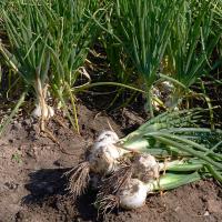 Long Day Onion White Cap Crookham Company Onion Seed