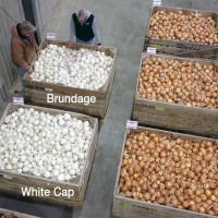 Long Day Onion White Cap Crookham Company Onion Seed