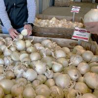 Long Day Onion White Cap Crookham Company Onion Seed