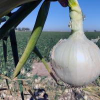 OSWS15-2148 Betty Short Day Onion Crookham Onion Seed