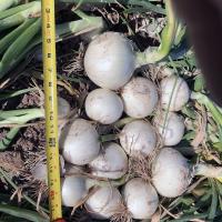 OSWS15-2148 Betty Short Day Onion Crookham Onion Seed