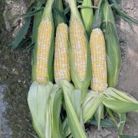 Elysian CAPBF20-2076 Nirvana Series Crookham Sweet Corn Seed