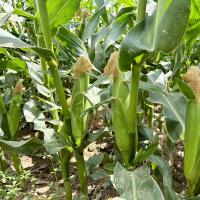 Elysian CAPBF20-2076 Nirvana Series Crookham Sweet Corn Seed