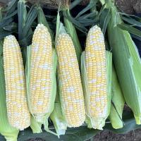 Elysian CAPBF20-2076 Nirvana Series Crookham Sweet Corn Seed