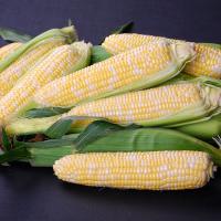 Elysian CAPBF20-2076 Nirvana Series Crookham Sweet Corn Seed