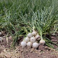 OIWS15_5000 White Summit Intermediate Crookham Onion Seeds