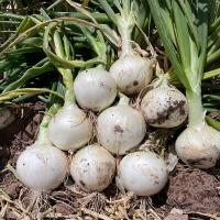 OIWS15_5000 White Summit Intermediate Crookham Onion Seeds
