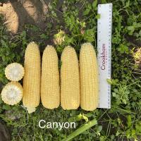 Canyon 14-879 Sweet Corn Processor Crookham Company