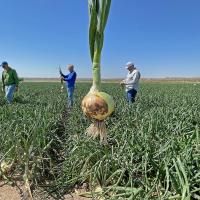 Crown Short Day Onion Dave Whitwood Lyndon Johnson Aaron Trent Crookham Company