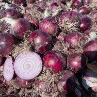 Crookham Onion Seed Red Ranger 15-1041