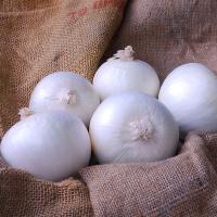 Short Day White Castle Crookham Onion Seed
