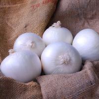 Short Day White Castle Crookham Onion Seed