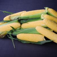 Crookham Sweet Corn Seed_Golden Halo Nirvana Series_sh2i Gene 