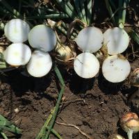 Crookham Seed Intermediate Onion Avenger