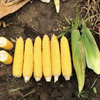 CrookhamCompany Sweetcorn Processing Seed Braveheart_CSHYP16-113