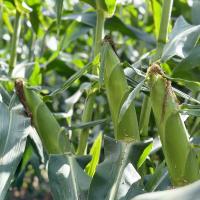 Shipper Globetrotter Crookham Sweet Corn Seeds