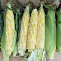Shipper Globetrotter Crookham Sweet Corn Seeds