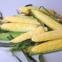 Shipper Globetrotter Crookham Sweet Corn Seeds